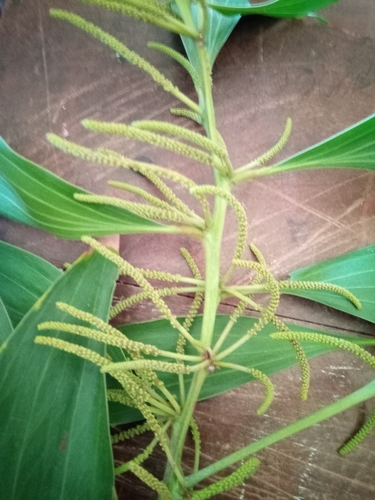 Acacia mangium