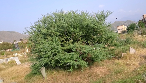Acacia modesta