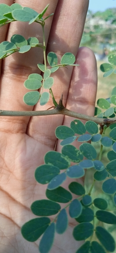 Acacia modesta