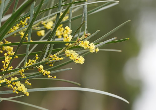 Acacia mucronata