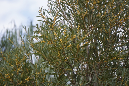 Acacia omalophylla