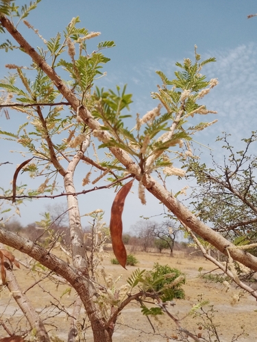 Acacia polyacantha subsp. campylacantha