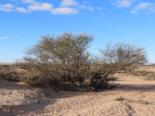 Acacia reficiens