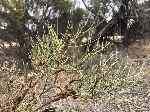 Acacia rigens