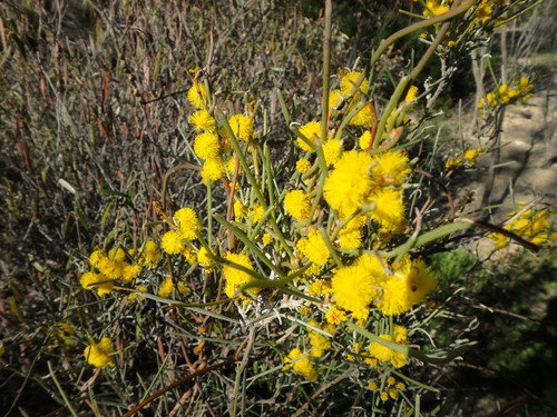 Acacia rigens