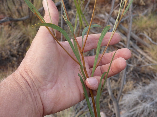 Acacia rivalis