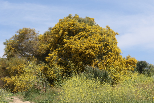 Acacia saligna