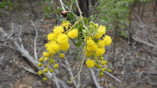 Acacia spectabilis