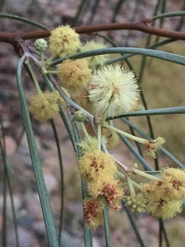 Acacia stenophylla