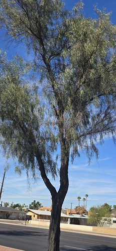 Acacia stenophylla