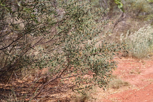 Acacia stipuligera