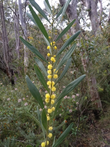 Acacia stricta