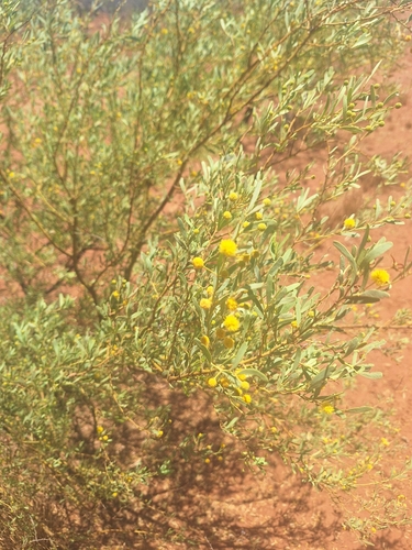 Acacia synchronicia