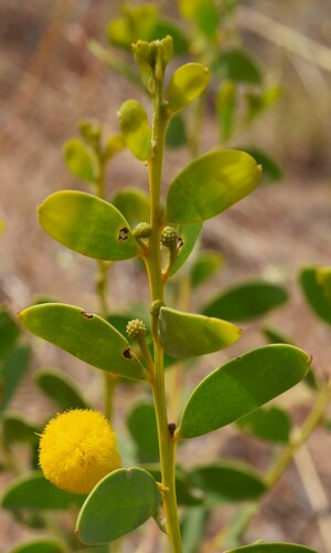 Acacia translucens