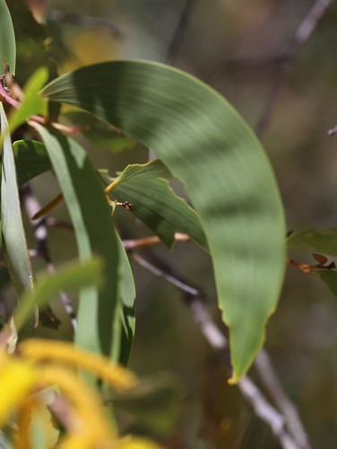 Acacia tumida