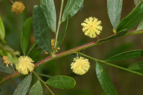 Acacia verniciflua