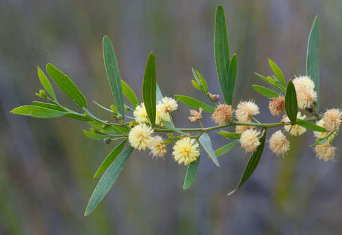 Acacia verniciflua