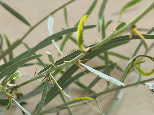 Acacia victoriae