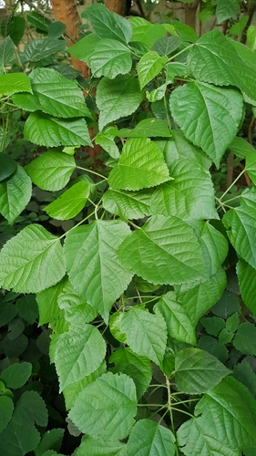 Acalypha glabrata