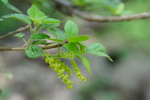 Acalypha glabrata