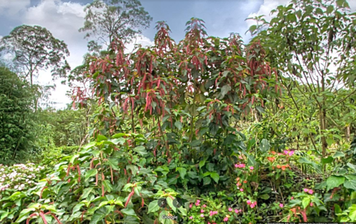 Acalypha hispida
