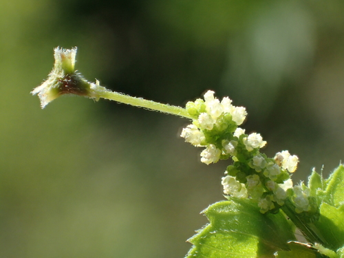 Acalypha indica