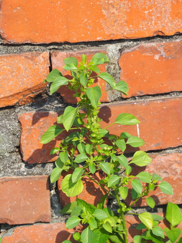 Acalypha indica