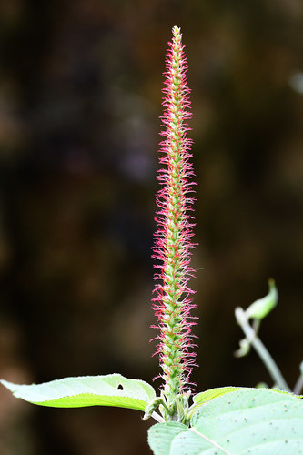 Acalypha stricta