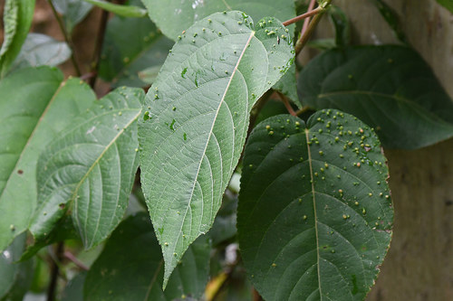 Acalypha stricta