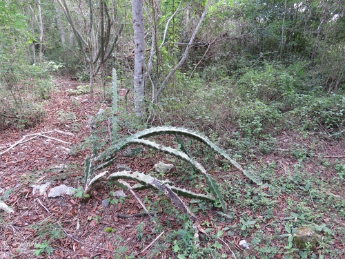 Acanthocereus subinermis