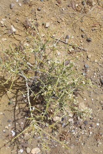 Acantholippia seriphioides