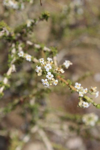 Acantholippia seriphioides