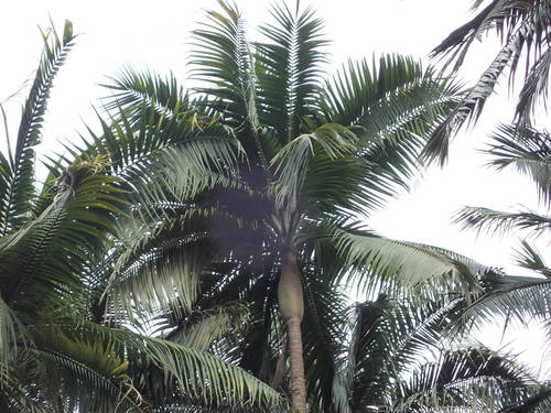 Arecaceae