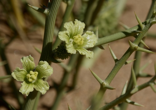 Acanthosicyos horridus