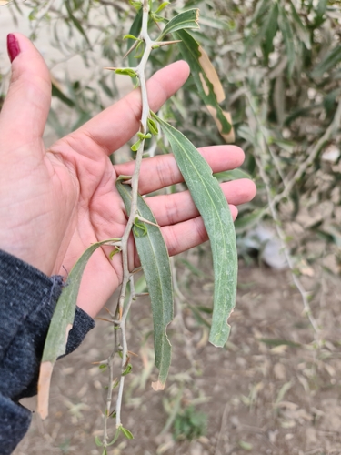 Acanthosyris falcata