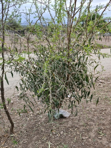 Acanthosyris falcata