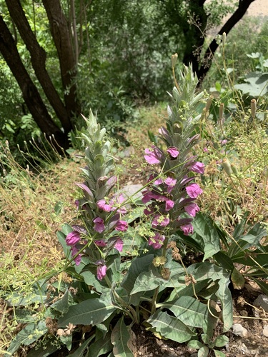 Acanthus dioscoridis
