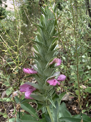 Acanthus dioscoridis