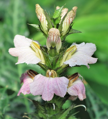 Acanthaceae
