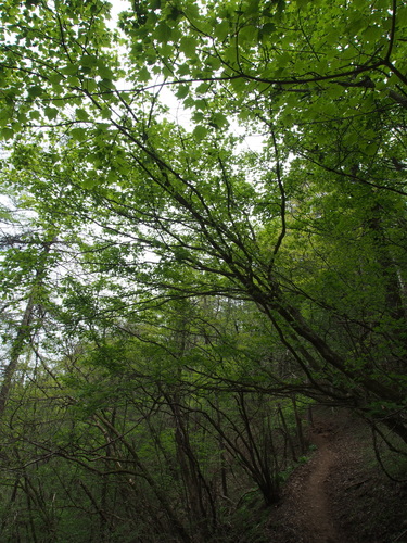 Acer argutum