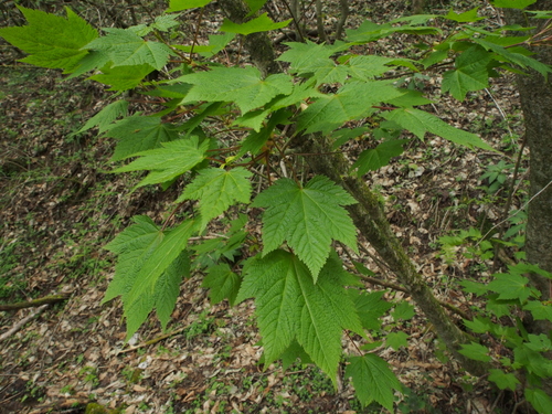 Acer argutum