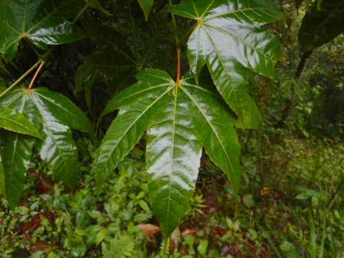 Acer campbellii