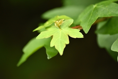Acer campestre