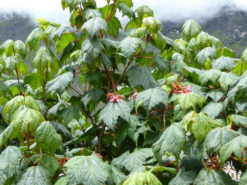 Acer caudatum