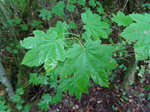 Acer circinatum