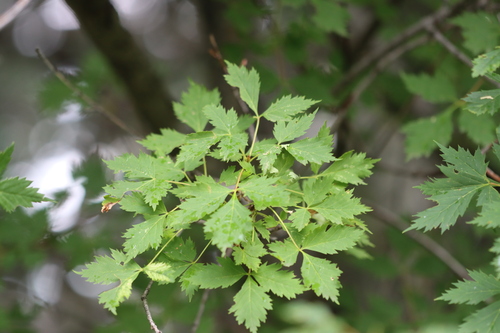 Acer glabrum