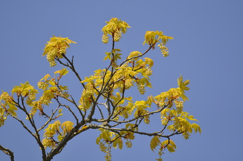 Acer macrophyllum