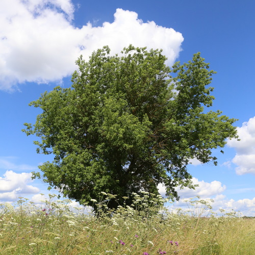 Acer negundo