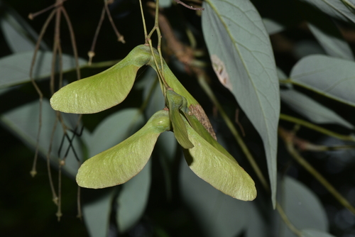 Acer oblongum