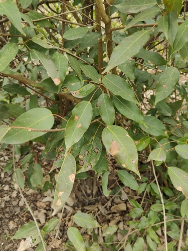 Acer oblongum